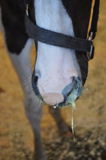 Horse with nasal dischargejpg
